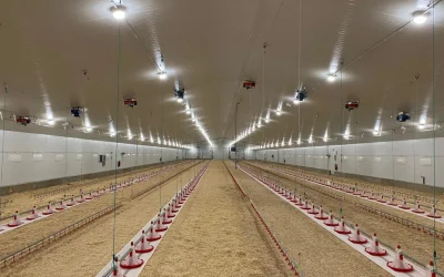 Cama Húmeda: La Guía Definitiva para Combatir el Enemigo Silencioso de tu Granja Avícola